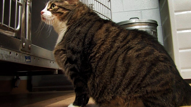 Fat Cat1.jpg